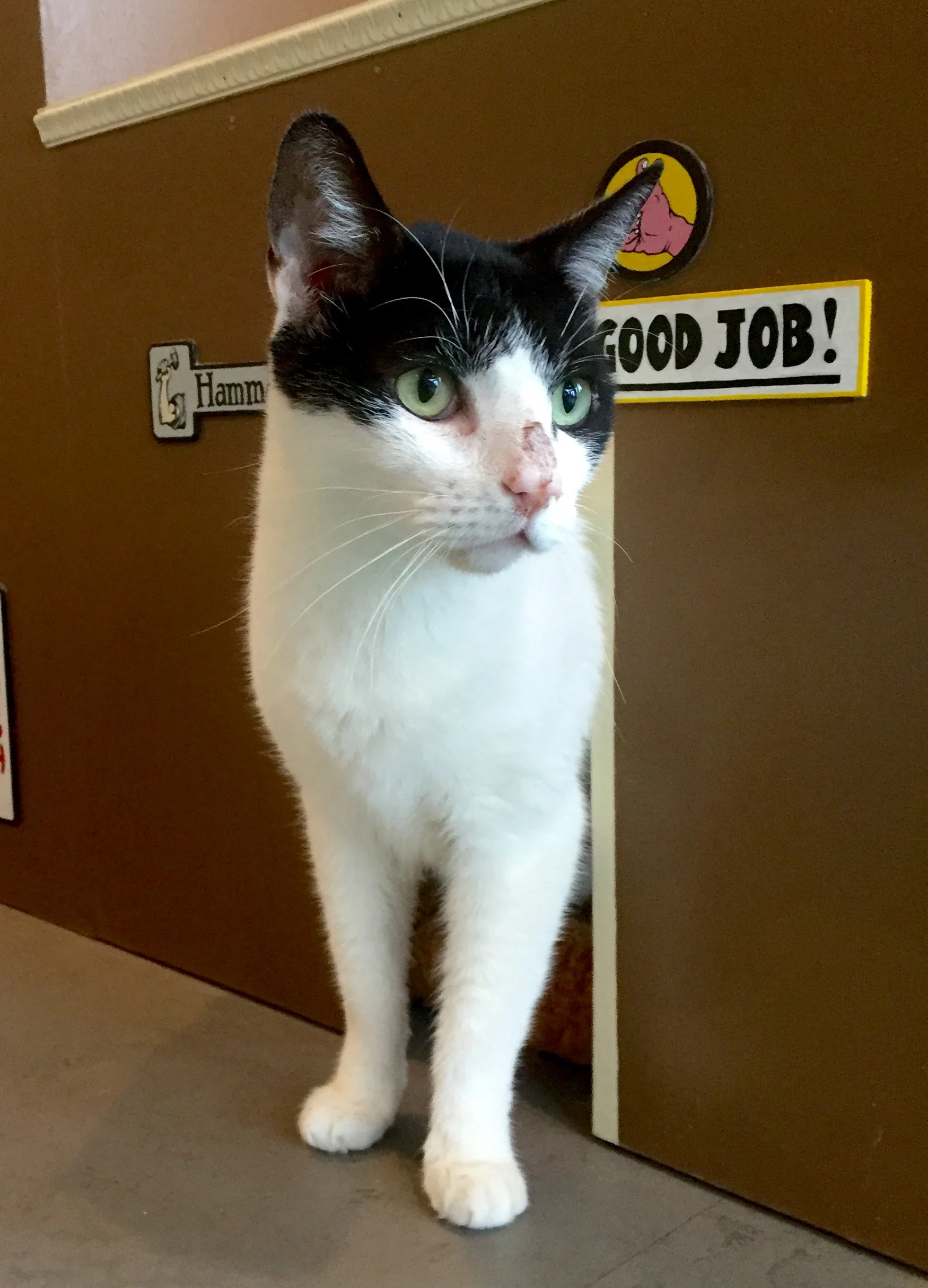 MIG, 2 YEARS, MALE, BONDED PAIR WITH RAV