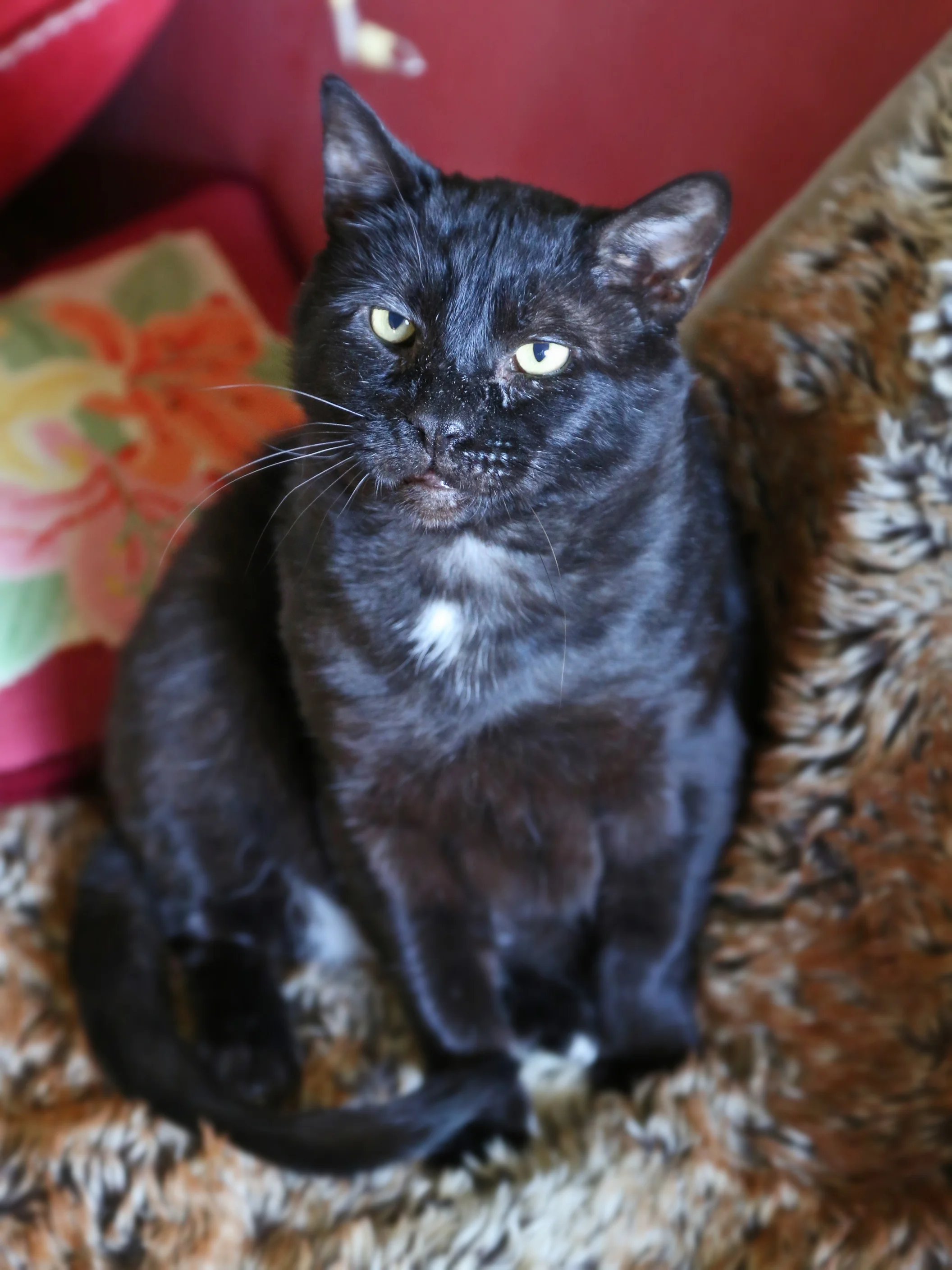 MISTER, 6 YEARS, MALE