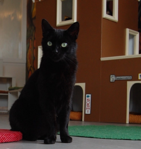 SASSY FRAN, 2-3 YEARS, FEMALE