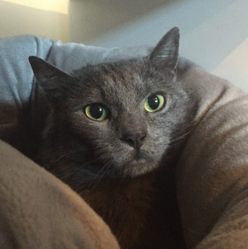 GOJI, 3-4 YEARS, MALE