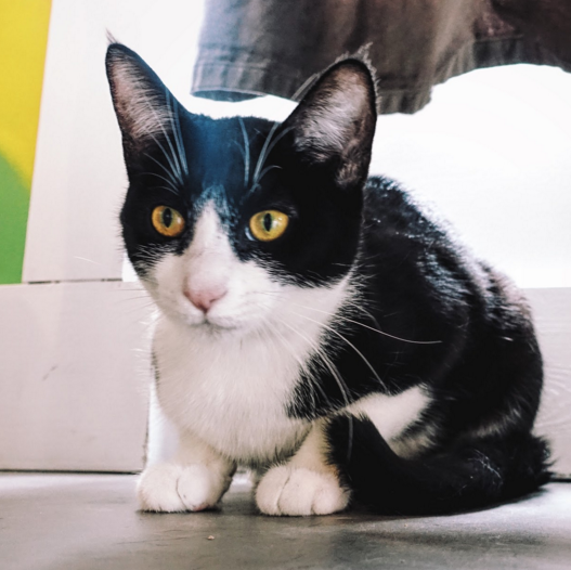 ANDROMEDA, 6 MONTHS, FEMALE, BONDED PAIR WITH HUBBLE