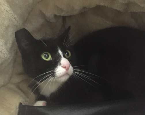 PAISLEY, 1 YEAR, FEMALE
