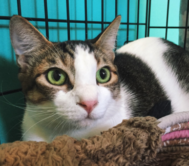 BOEING, 1 YEAR, MALE