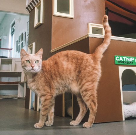 ROMEO, 4-5 YEARS, MALE