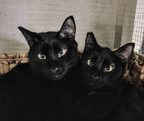 MAC AND AALIYAH, 1.5 YEARS, MALE AND FEMALE, BONDED PAIR