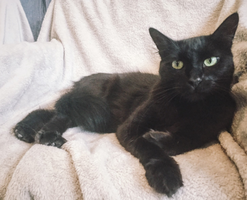 LICORICE, 1 YEAR, FEMALE