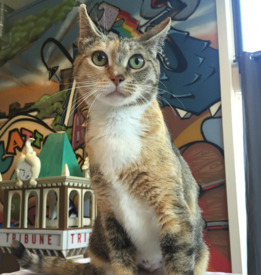 FRESCA, 1 YEAR, FEMALE