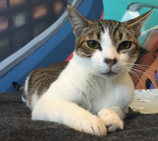 SNOOP, 2 YEARS, MALE