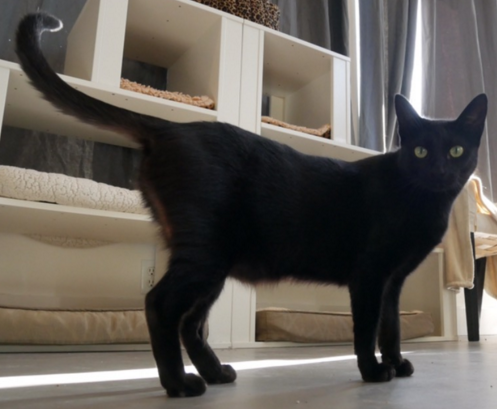 BASTET, 2 YEARS, FEMALE