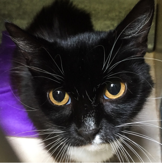 FANNIE, 4 YEARS, FEMALE