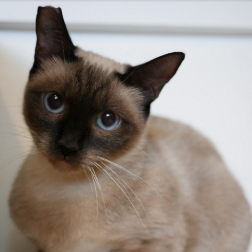 JANE, 1.5 YEARS, FEMALE