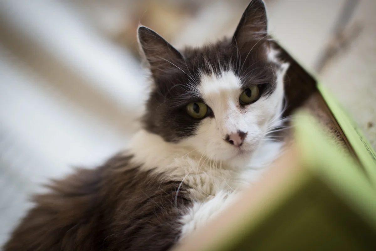 EUGENE, 11 YEARS, MALE