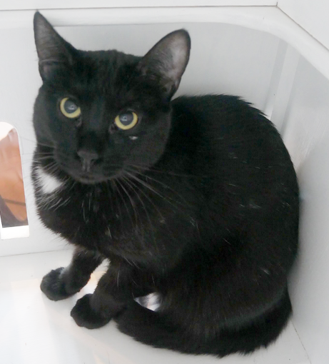 MARZIPAN, 1 YEAR, FEMALE