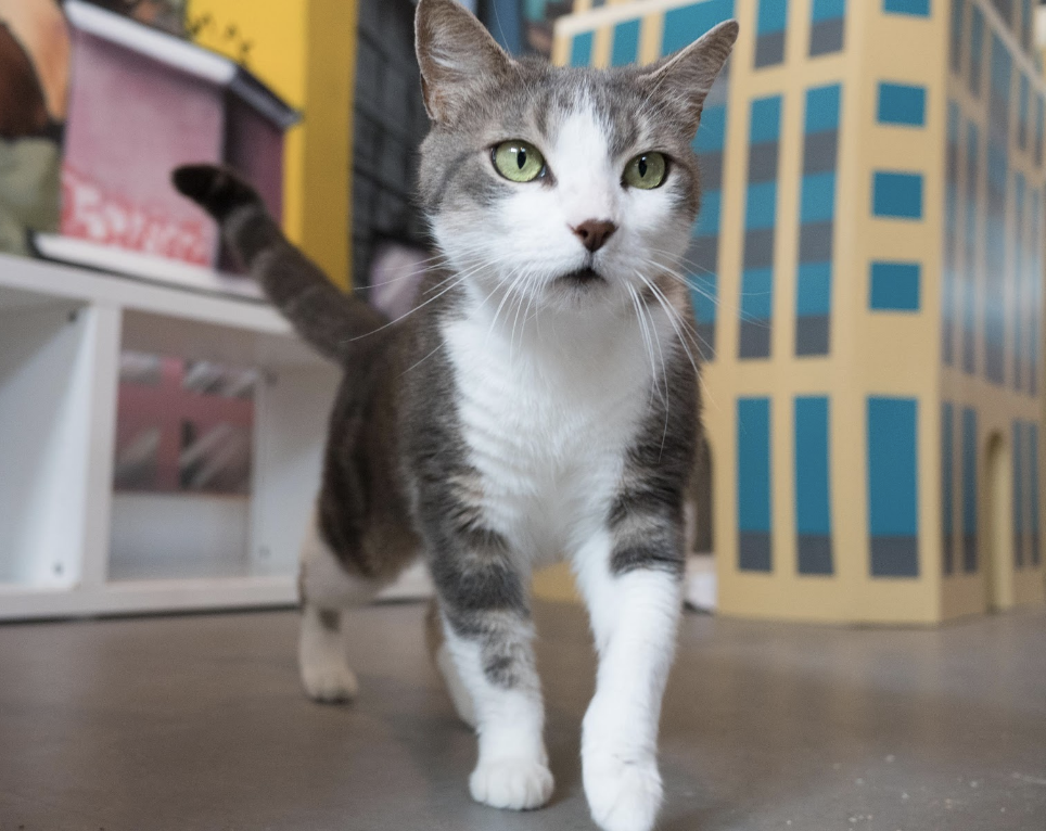 HAROLD, 2-3 YEARS, MALE