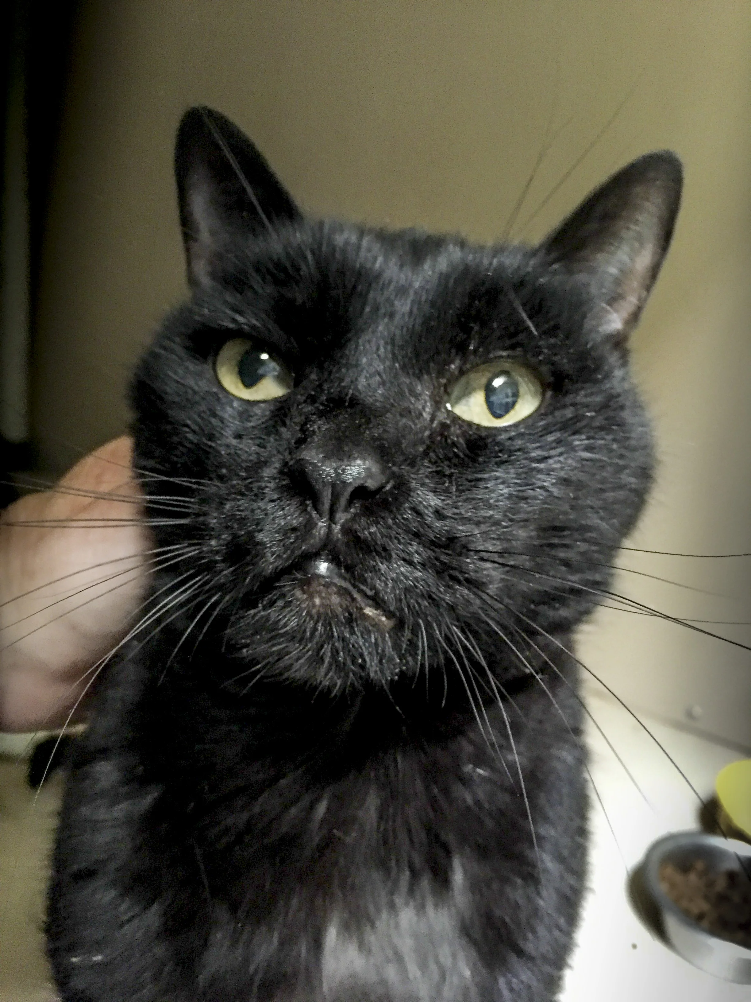 SULTAN, 13 YEARS, MALE