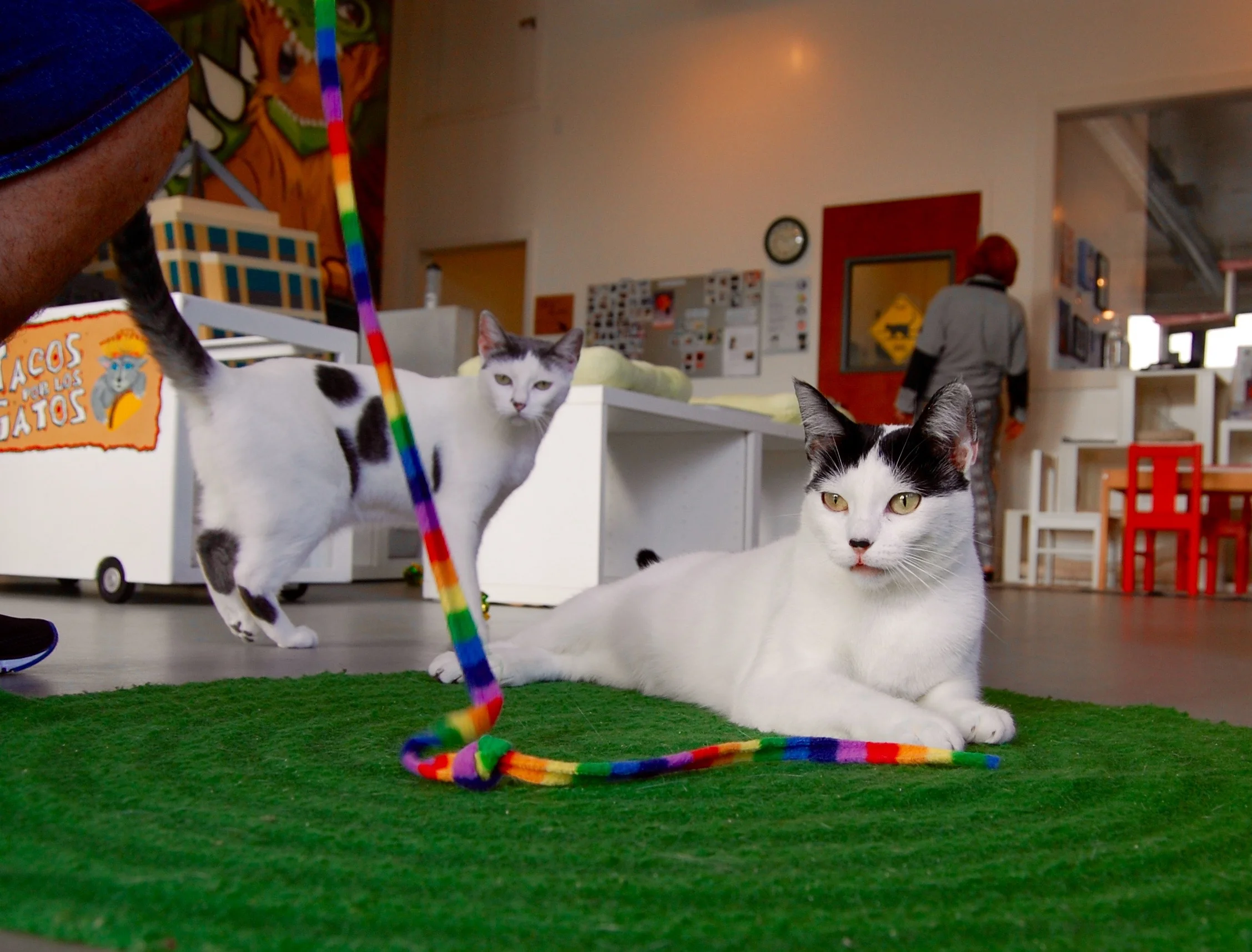 MOLLY AND LIMA, 2-3 YEARS, FEMALES, BONDED PAIR