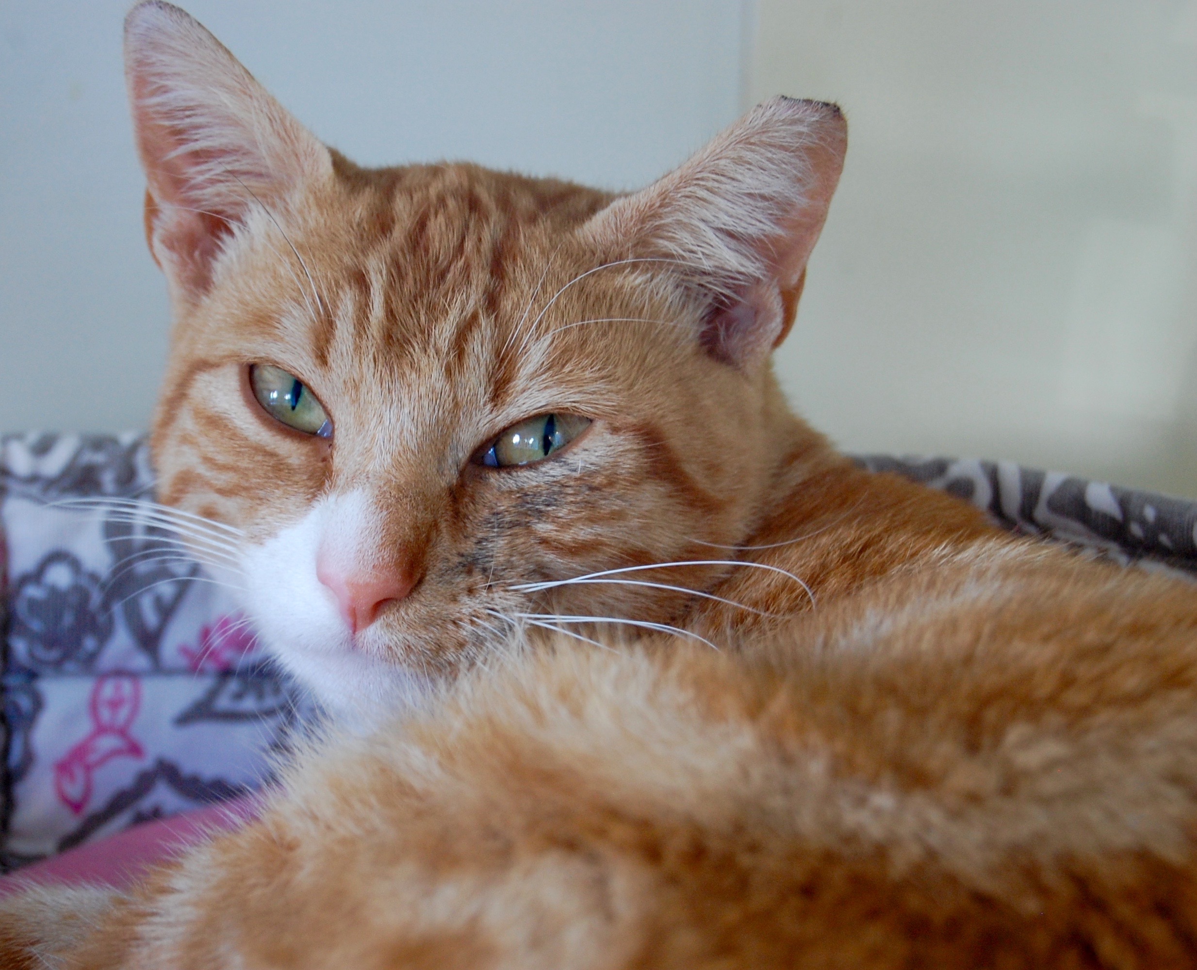 SPENCER, 2 YEARS, MALE