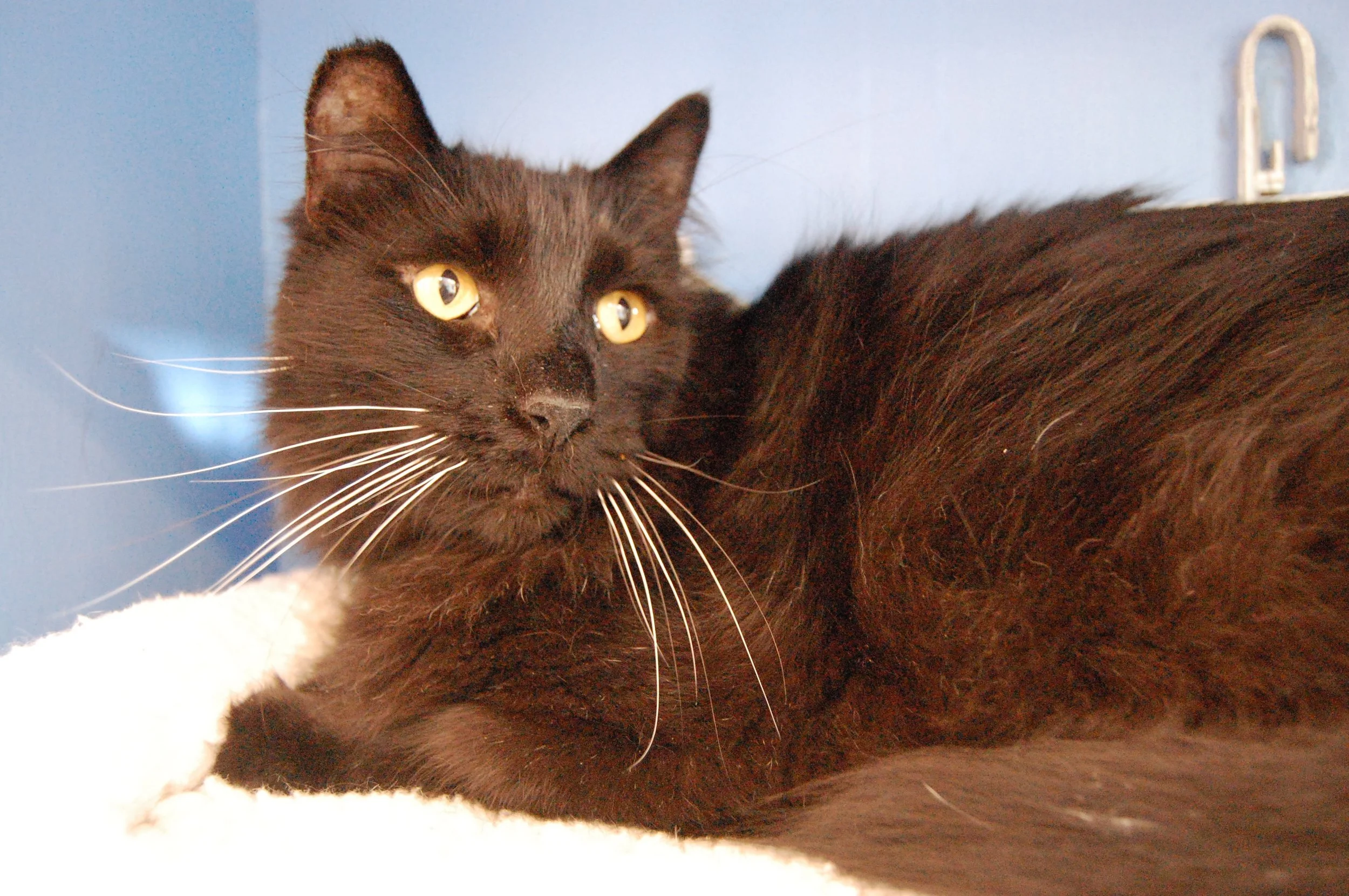 LANCELOT, 8 YEARS, MALE