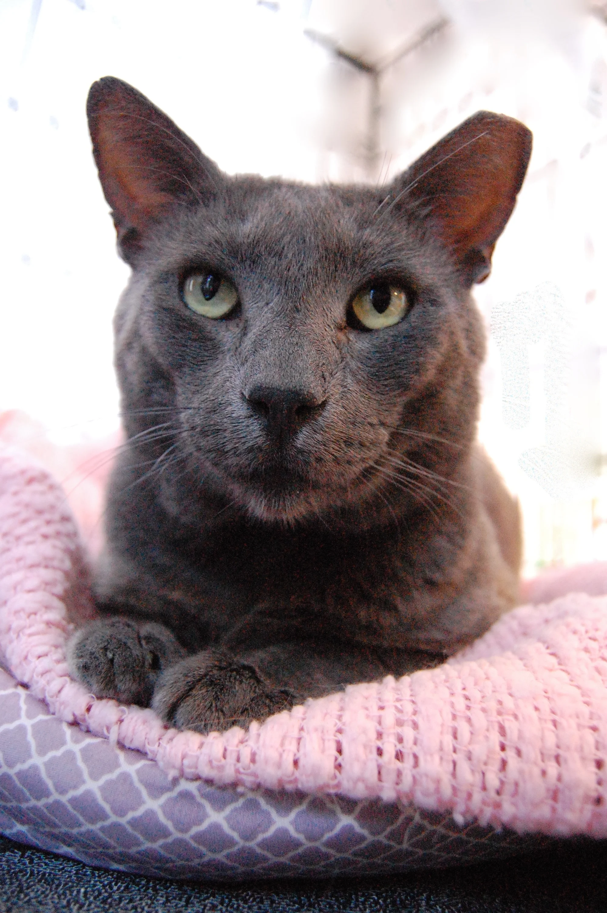 BUDDY, MALE