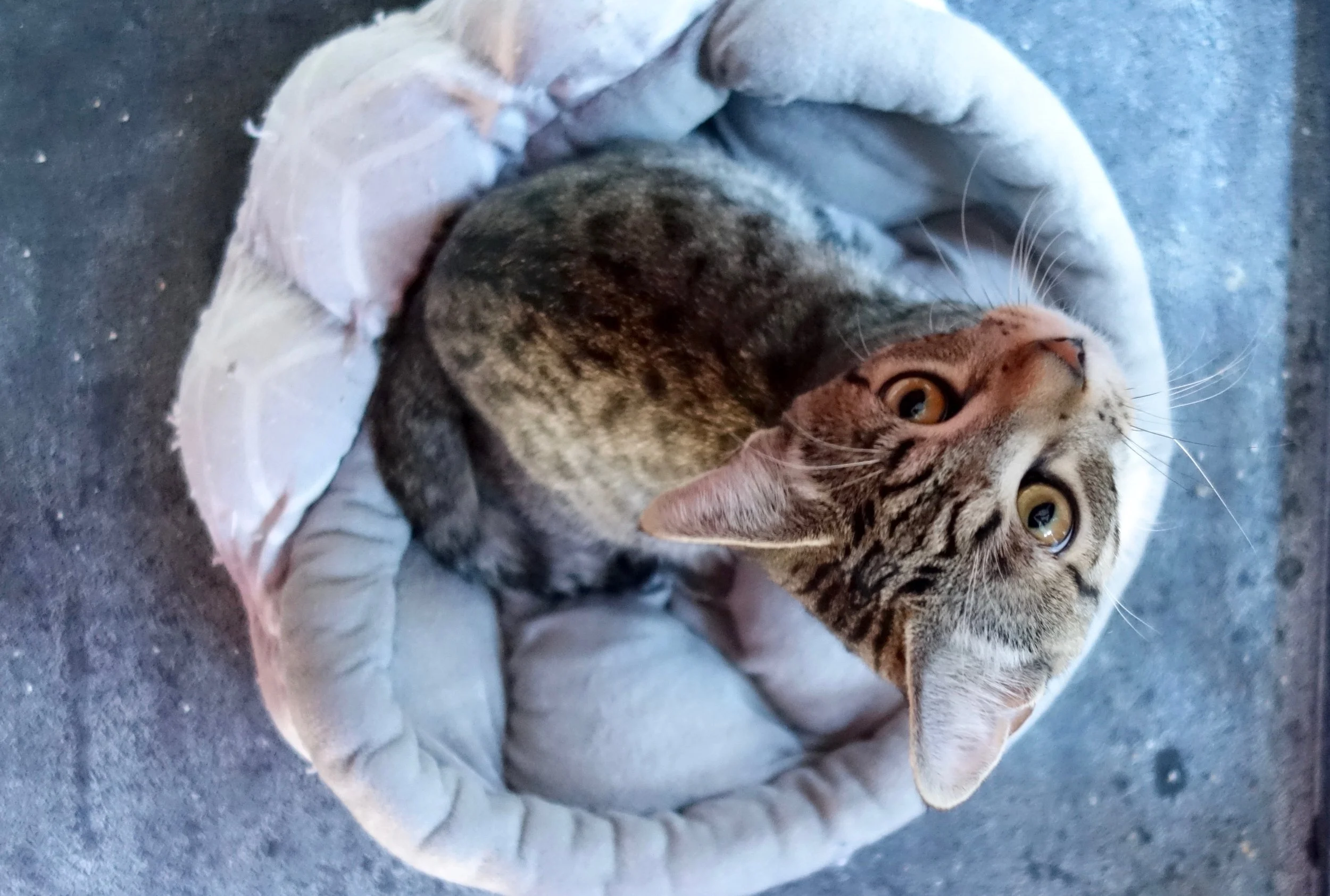 GAVIN, 1 YEAR, MALE