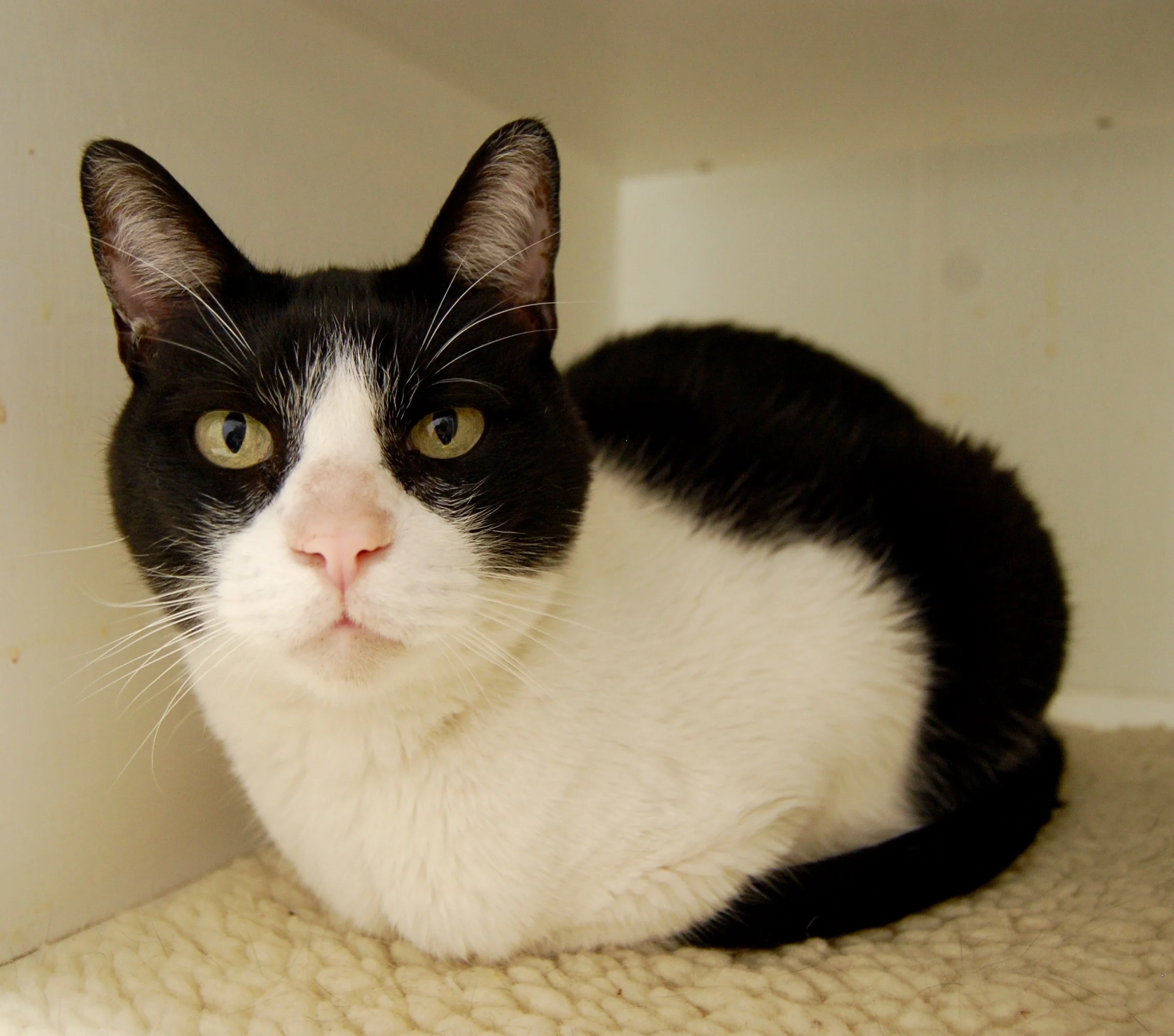OREO, 10 YEARS, MALE, BONDED WITH Q-TIP