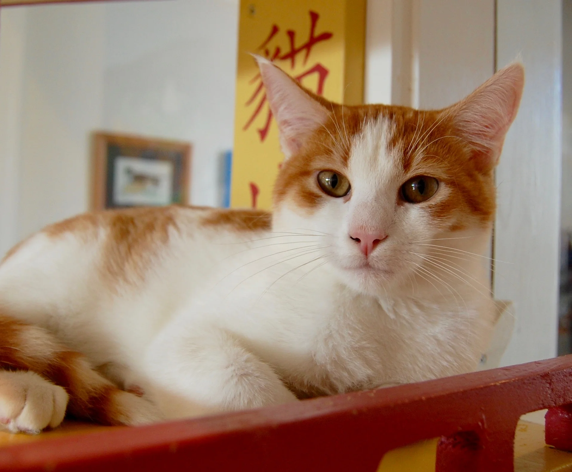 CASTOR, 6 MONTHS, MALE