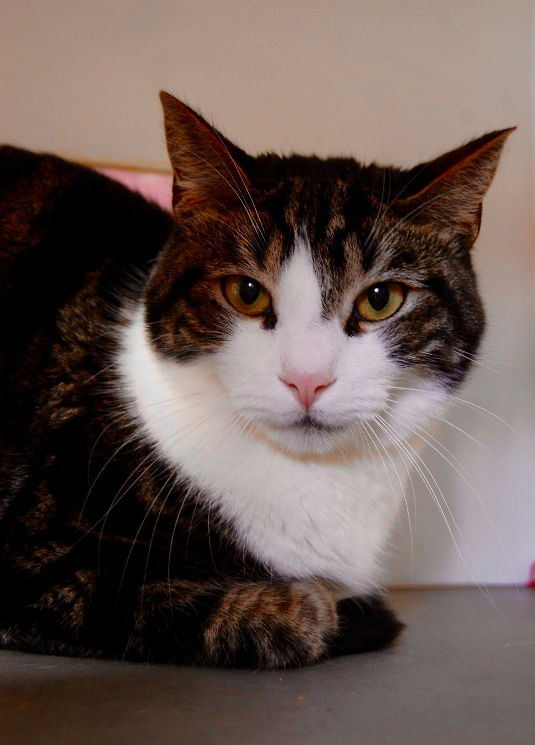 ZEPHYR, 2-3 YEARS, MALE