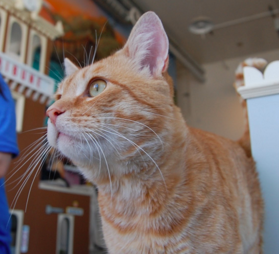 LARS, 1-2 YEARS, MALE
