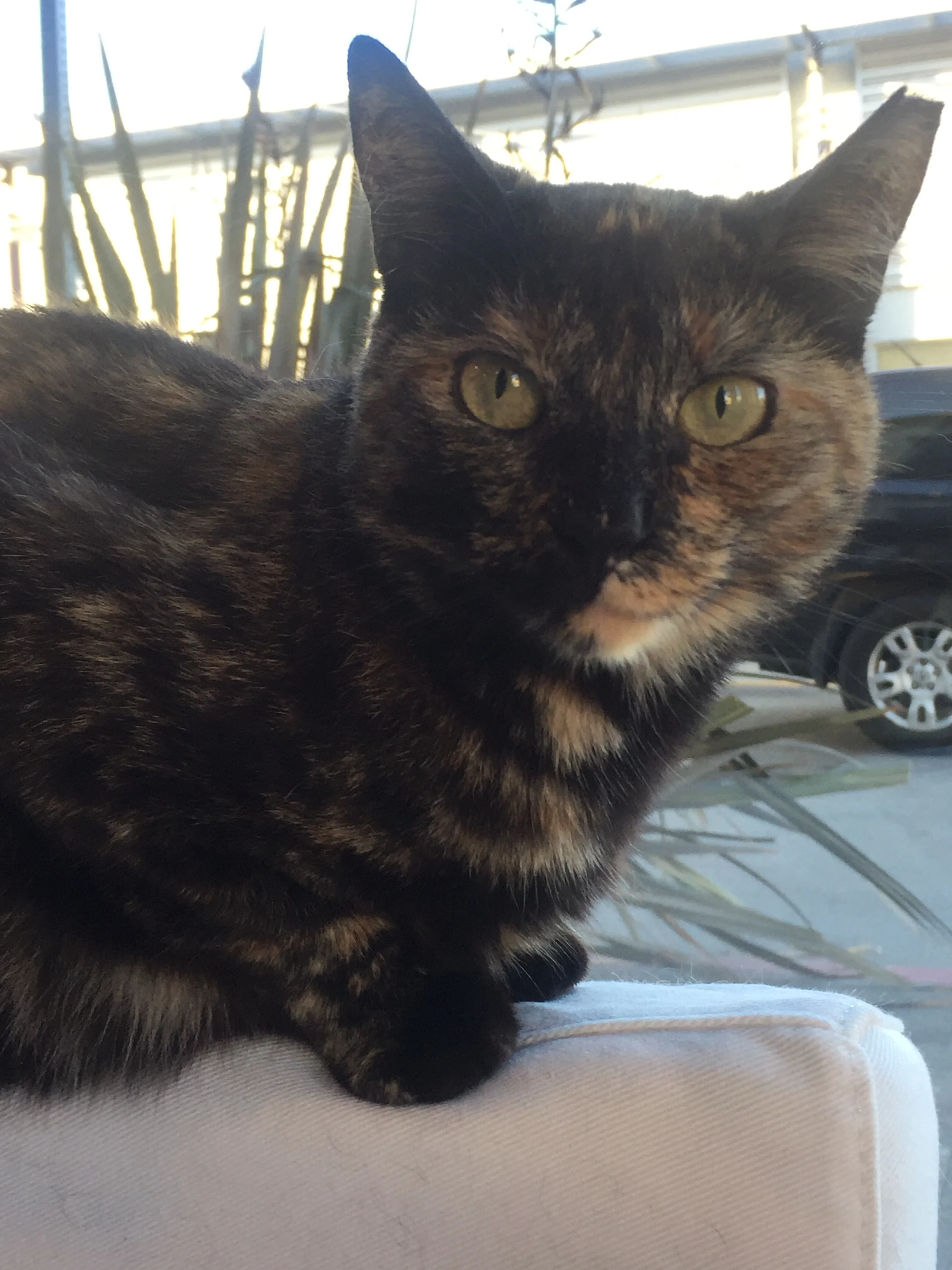 SUNDAY, 1-2 YEARS, FEMALE