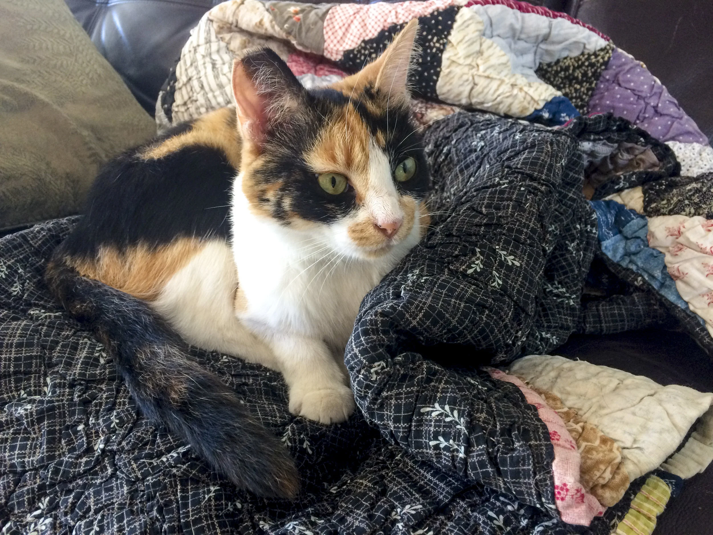POPPY, 1.5 YEARS, FEMALE