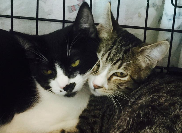EVA AND JUDITH, 6 MONTHS, FEMALES, BONDED PAIR