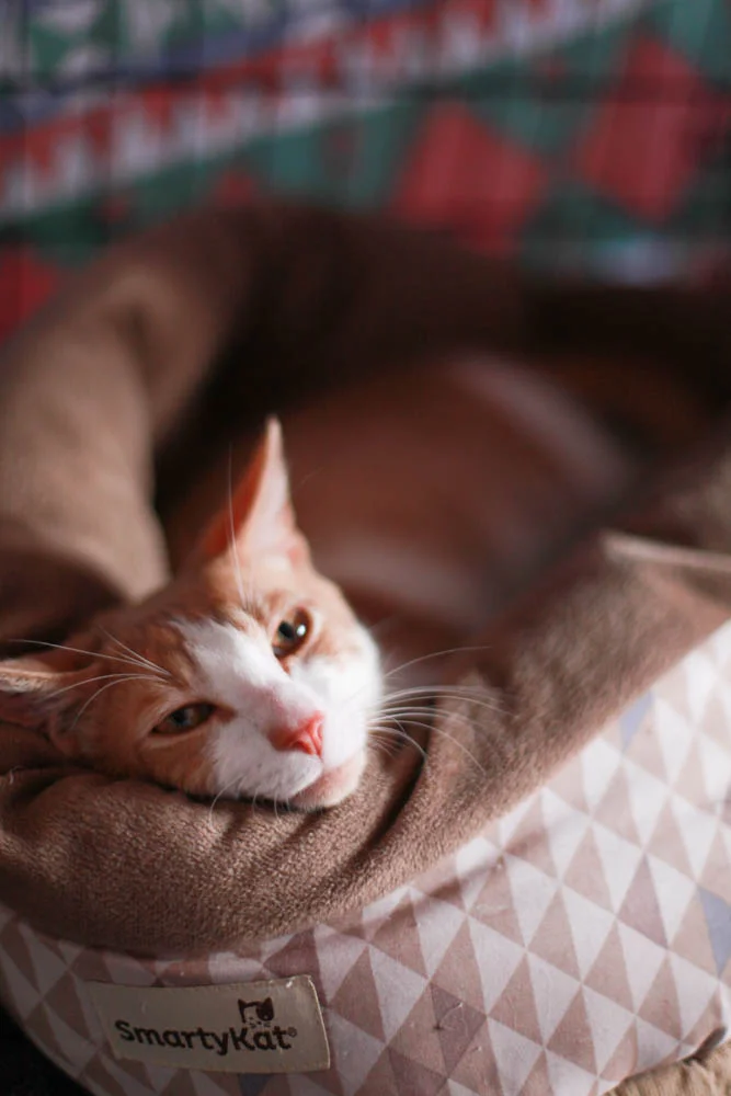 TULO, 6 MONTHS, MALE