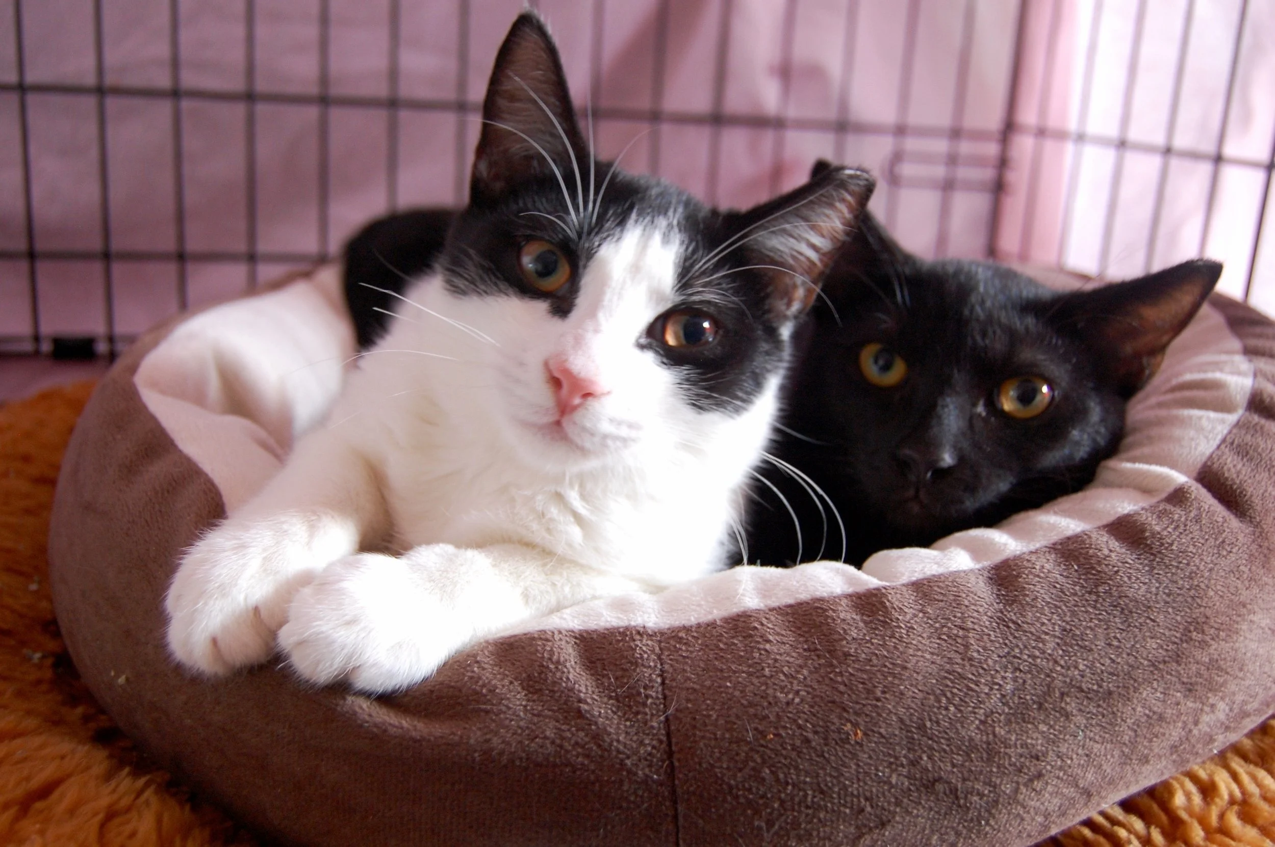 HUCK AND JIM, 5 MONTHS, MALES, BONDED PAIR