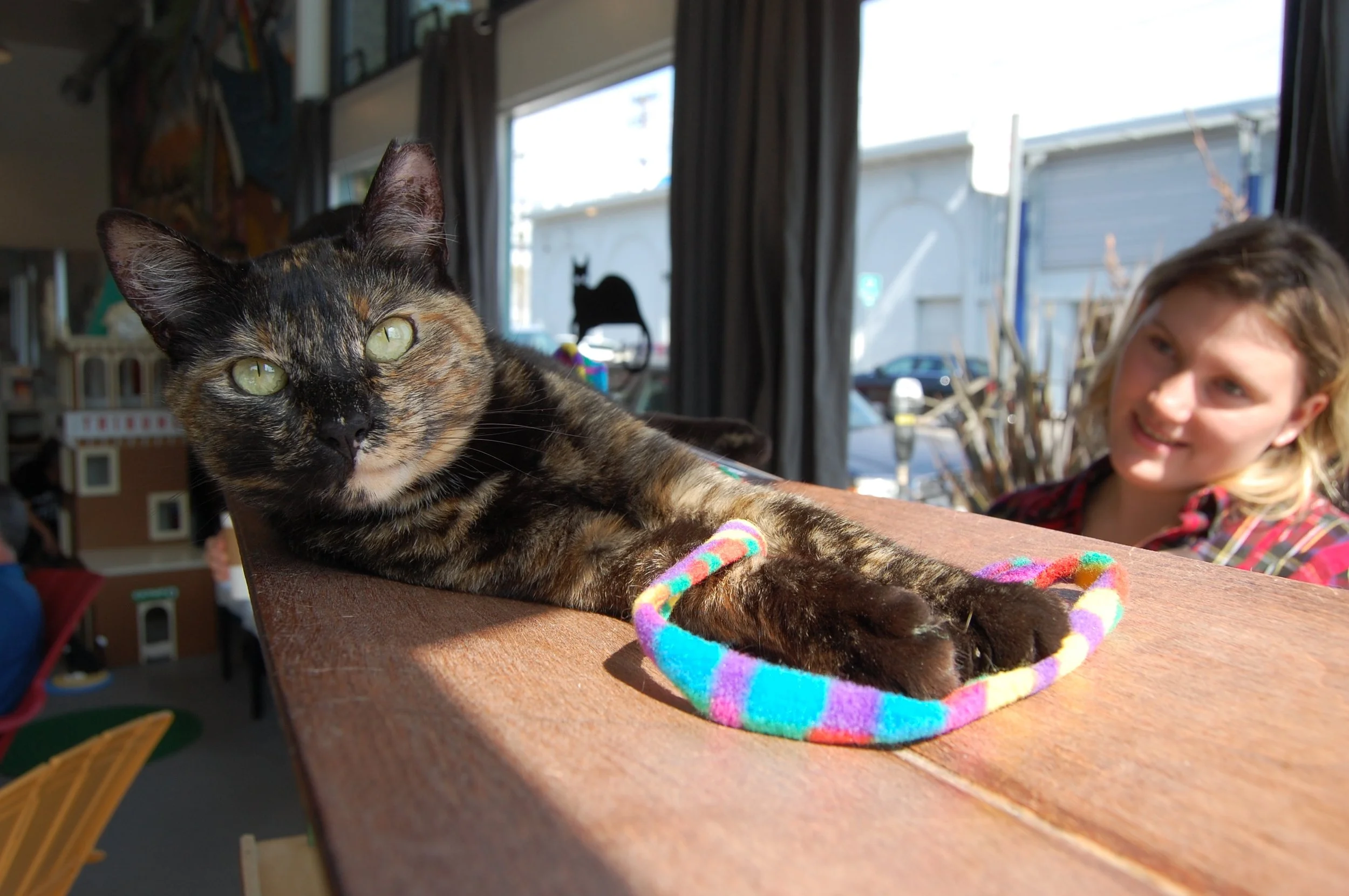 Playtime with Cat Zone visitors.