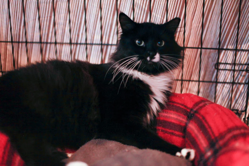 IRVING, 2 YEARS, MALE