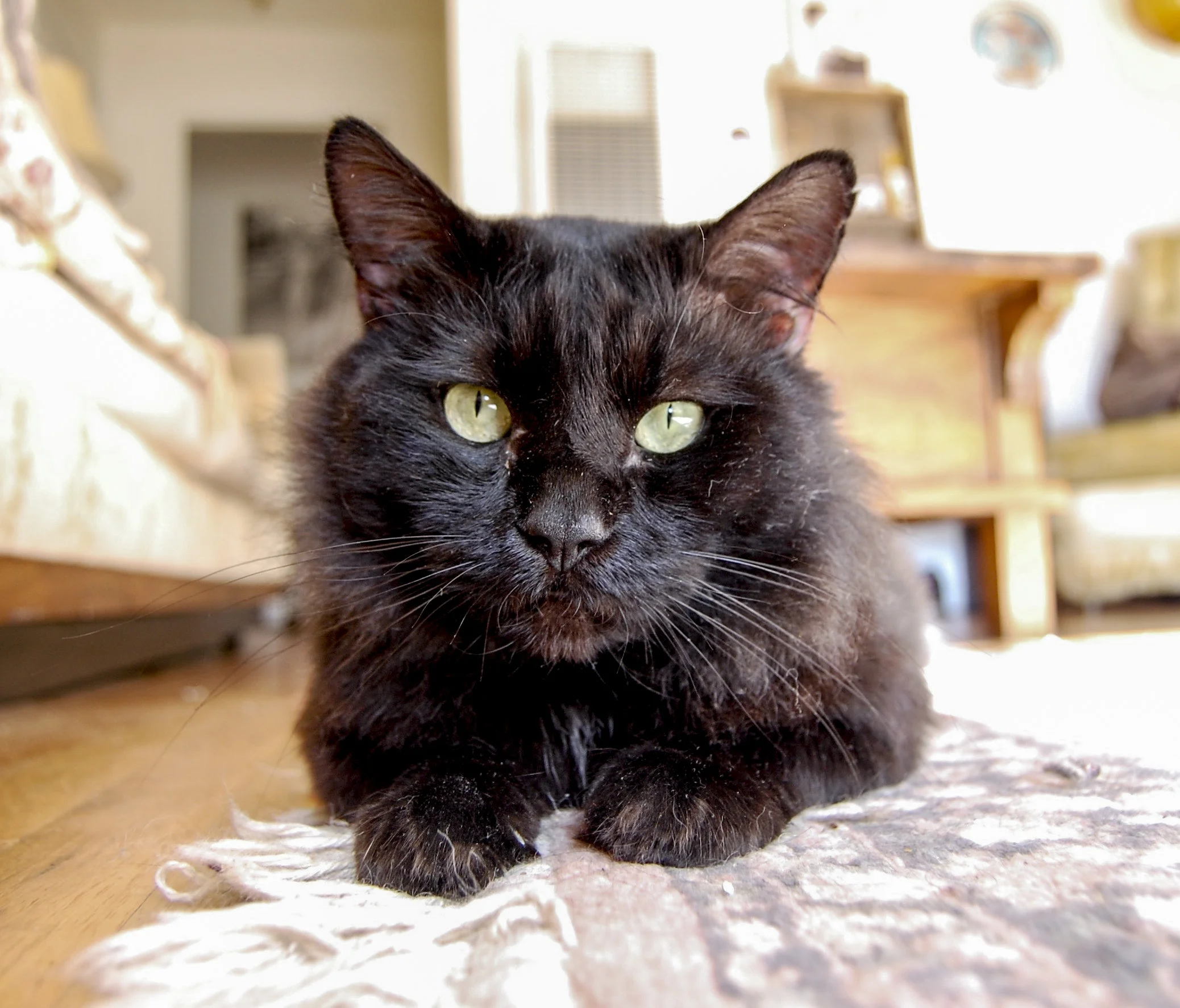 FRANCIS, 6 YEARS, MALE