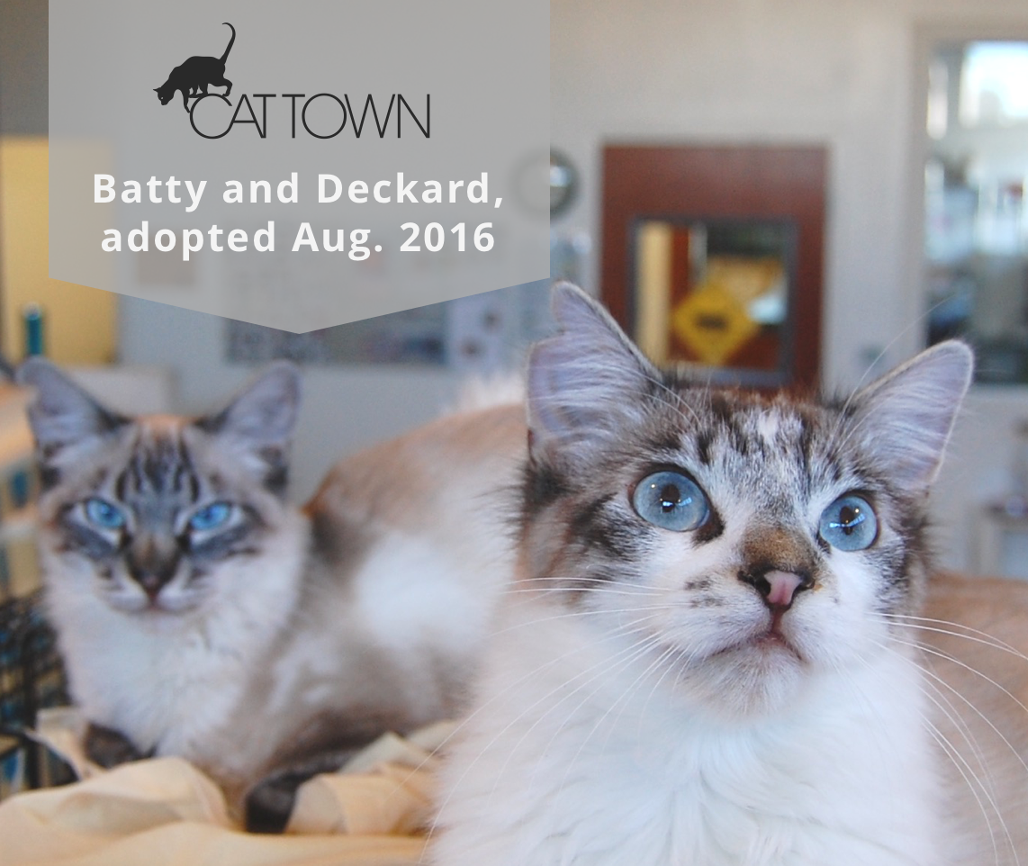 People often think of cats as solitary animals, but so many of them depend on each other for comfort, play, and companionship. We brought bonded brothers, Batty and Deckard to Cat Town as kittens, to give them a better chance at being adopted together. Kittens are especially dependent on each other for play, but Deckard greatly depended on Batty, the more confident of the two, to teach him how to build positive relationships with humans. After a few months, it was clear that Deckard had learned so much from his brother - a once shy, hesitant cat became an outgoing, playful, affectionate companion, thanks in large part to being with Batty. Now these brothers enjoy all the pets and play they want in their new home.