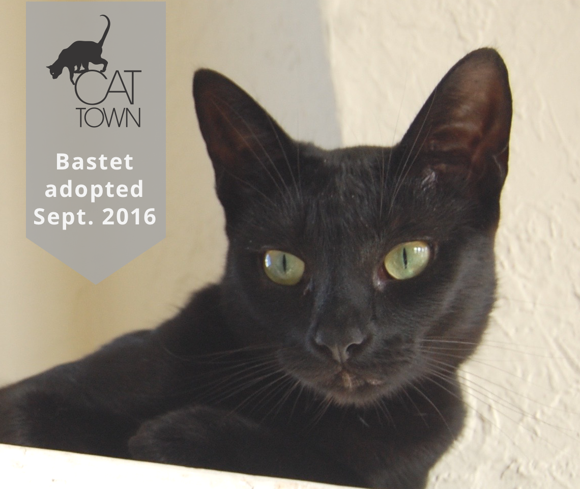 Bastet was super challenging at the shelter because she sat at the front of her cage seemingly wanting attention but would swat, hard, at anyone who tried to touch her. Figuring she was just struggling with being confined, we brought her to our transition space at the Cafe to let her decompress. She stayed in hiding for weeks before she would let anyone engage with her. But, we were patient and let her call the shots. We had guessed that she was stressed by the other cats at the shelter, but found she’d really softened, and became more confident around another feline companion. She’s a great example of how sensitive cats are to their environment, showing us what a playful and affectionate cat she is, now that she feels safe.