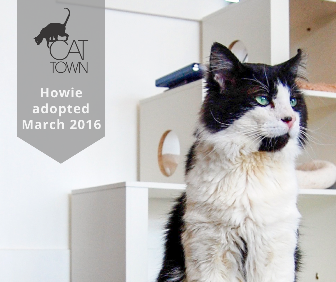 Howie came to us through the city shelter in Hayward. He’d spent about 6 months at the shelter and had become very depressed. As part of our mission, we are dedicated to giving FIV+ cats the second chance at life that they deserve, so in the process of forming our partnership with the Hayward shelter, we were able to take FIV+ Howie to Cat Town. During his time in the Cafe, he blossomed, playing with guests, soaking up pets, and posing for photos left and right. He was able to be himself again. Since being adopted in March of 2016, Howie’s been living well and enjoying life after the shelter.