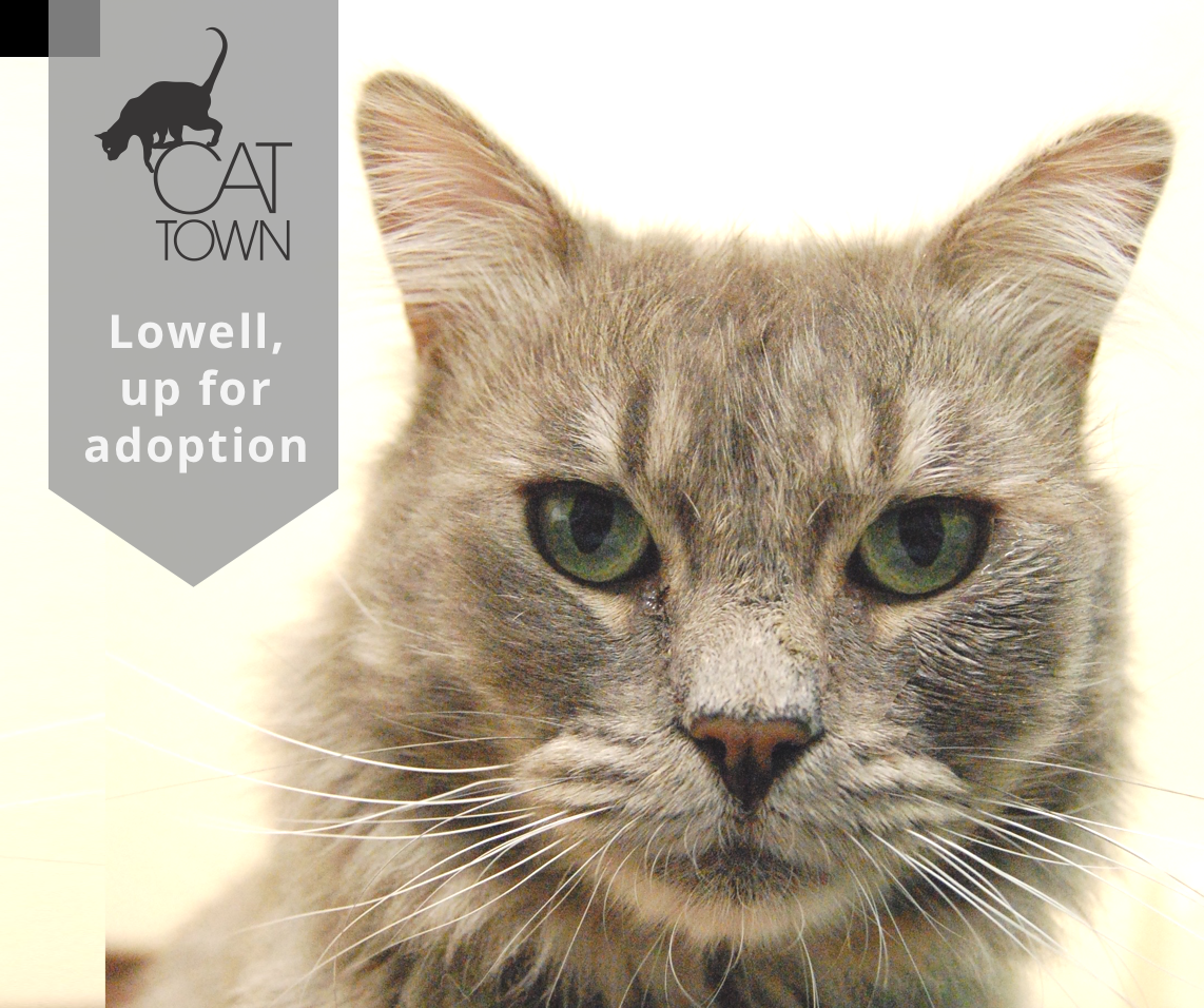 Lowell arrived at Oakland Animal Services in June of 2016 after being left in a carrier at the shelter door overnight. After going through the initial testing process, OAS learned that Lowell was FIV+. When he went up for adoption, he became overstimulated, and unfortunately bit someone. That’s when he came onto Cat Town’s radar. With all the commotion at the shelter, Lowell was having a hard time kicking the biting habit, and the stress wasn’t helping, so we brought him to Cat Town. As our foster coordinator was moving him, she noticed a small patch of missing hair near Lowell’s ear, which ended up being the first sign of ringworm. It was crucial that he not spend anymore time at the shelter, because he was stressed, but especially because of his condition. So we put him in a clean and secure space in our holding area at Cat Town, where he could recover from his condition, while still getting attention and playtime from our specially trained volunteers. Now, after a couple months recovering from Ringworm, Lowell is cleared and more than ready to find his home.
