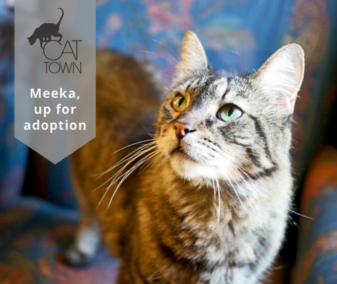 Life in the shelter is stressful for most cats, but for a 16-year-old like Meeka , losing a home is especially traumatic. Shelter stress can quickly become life-threatening for an older cat, where they may stop eating and are susceptible to illness. Meeka was unnerved by the sudden loss of everything familiar, traded for the chaotic, noisy environment she found herself in at Oakland’s municipal shelter. “Surrenders” like Meeka, who’ve only known life as part of a family, are often the most stressed, shut-down, or likely to lash out in a shelter where they struggle to cope. Other rescues won’t take a chance on these cats who need help most desperately, which is why stressed surrenders are a population of cats we focus on saving. Meeka is currently awaiting an adoptive family in a Cat Town foster home, where she has shown herself to be the loving, affable girl we knew she would be, if just given the chance.
