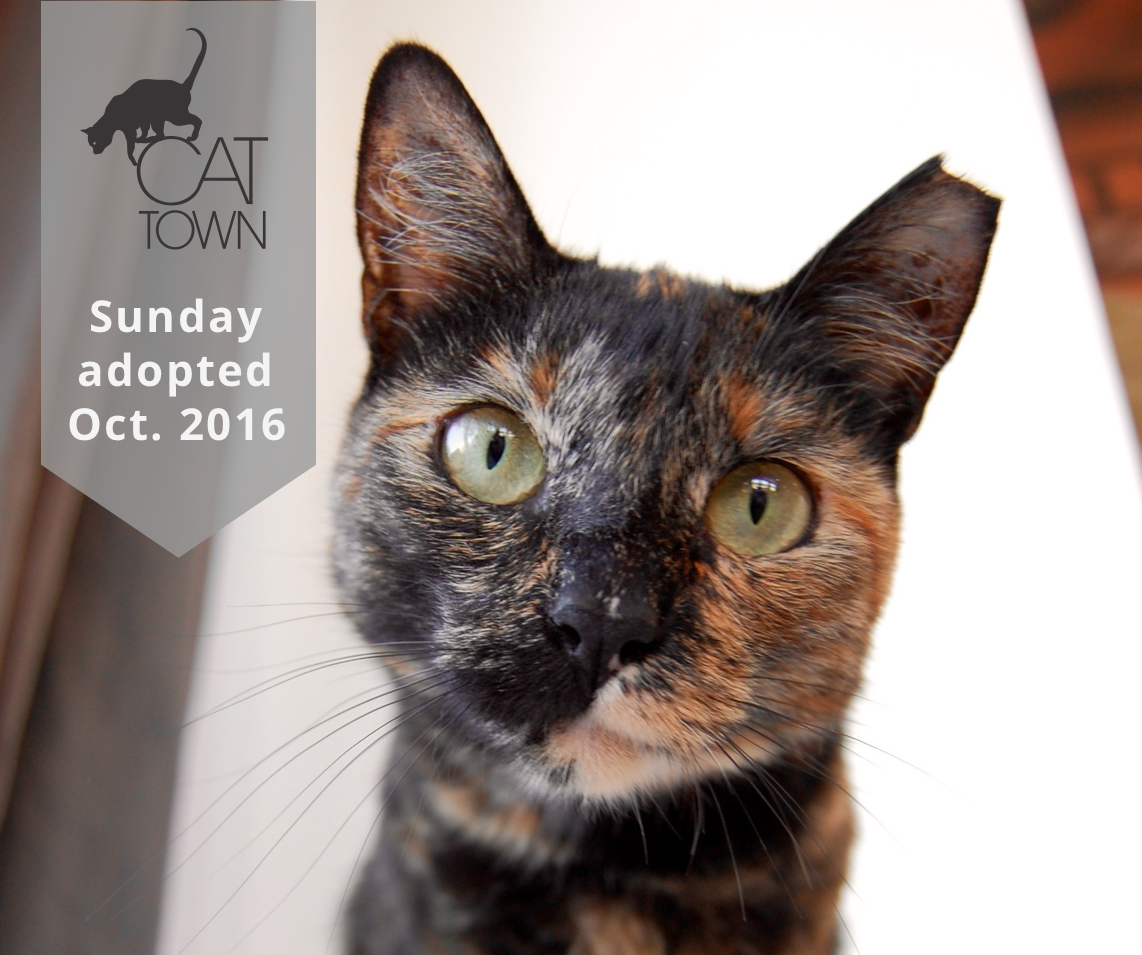 Sunday made her way to Oakland Animal Services after being trapped as a stray. Her behavior led us to believe she had little experience with humans and many volunteers believed she might be feral, but she showed a glimmer of a cat who craved human interaction. So she moved to a Cat Town foster home, where Sunday’s foster mom worked tirelessly to impact her relationship with humans, especially through play, but made little to no progress. We made the decision to move her to our Cat Zone 2 space at the Cat Town Cafe, where she received lots of dedicated attention from our volunteers who are specially trained in working with undersocialized cats. We also introduced her to two other cats waiting to move into the main Cat Zone, which could have told us one of two things; that she hated other cats, or that she could learn from them. We’re happy to say it turned out to be the later. So after a few more weeks with our dedicated volunteers, Sunday was moved into the Cat Zone where she continued to observe the other cats and learn how to interact with humans. After nearly 10 months with Cat Town, Sunday turned into quite the lap cat, and a huge fan of play, and finally found the family she deserved. Sunday’s transformation didn’t happen overnight, but we’re happy to provide a space for cats like Sunday to grow in the time they need.