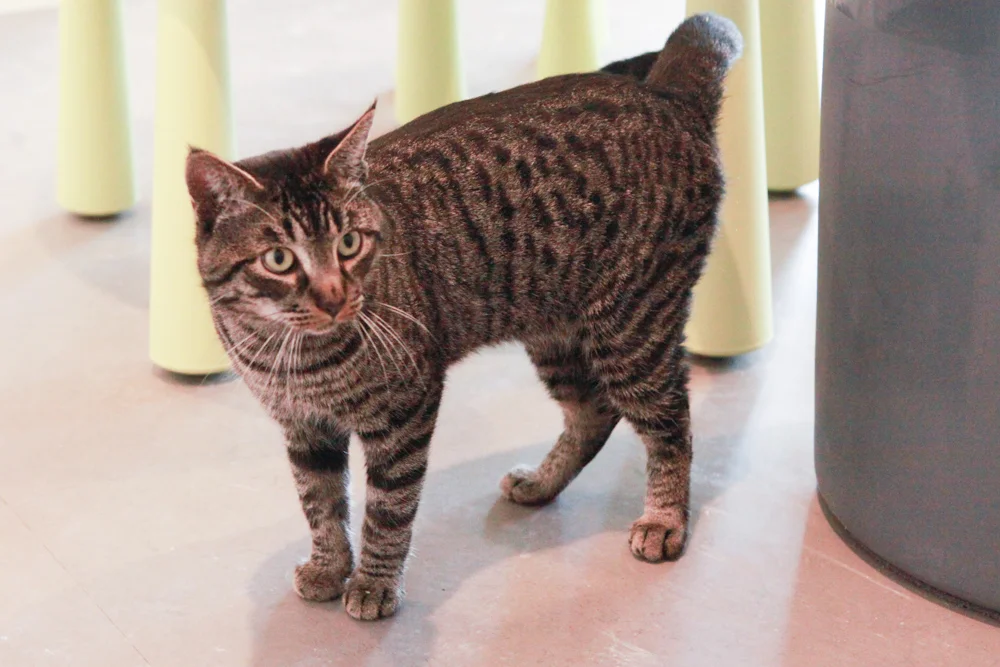 ALBERT, 1-2 YEARS, MALE