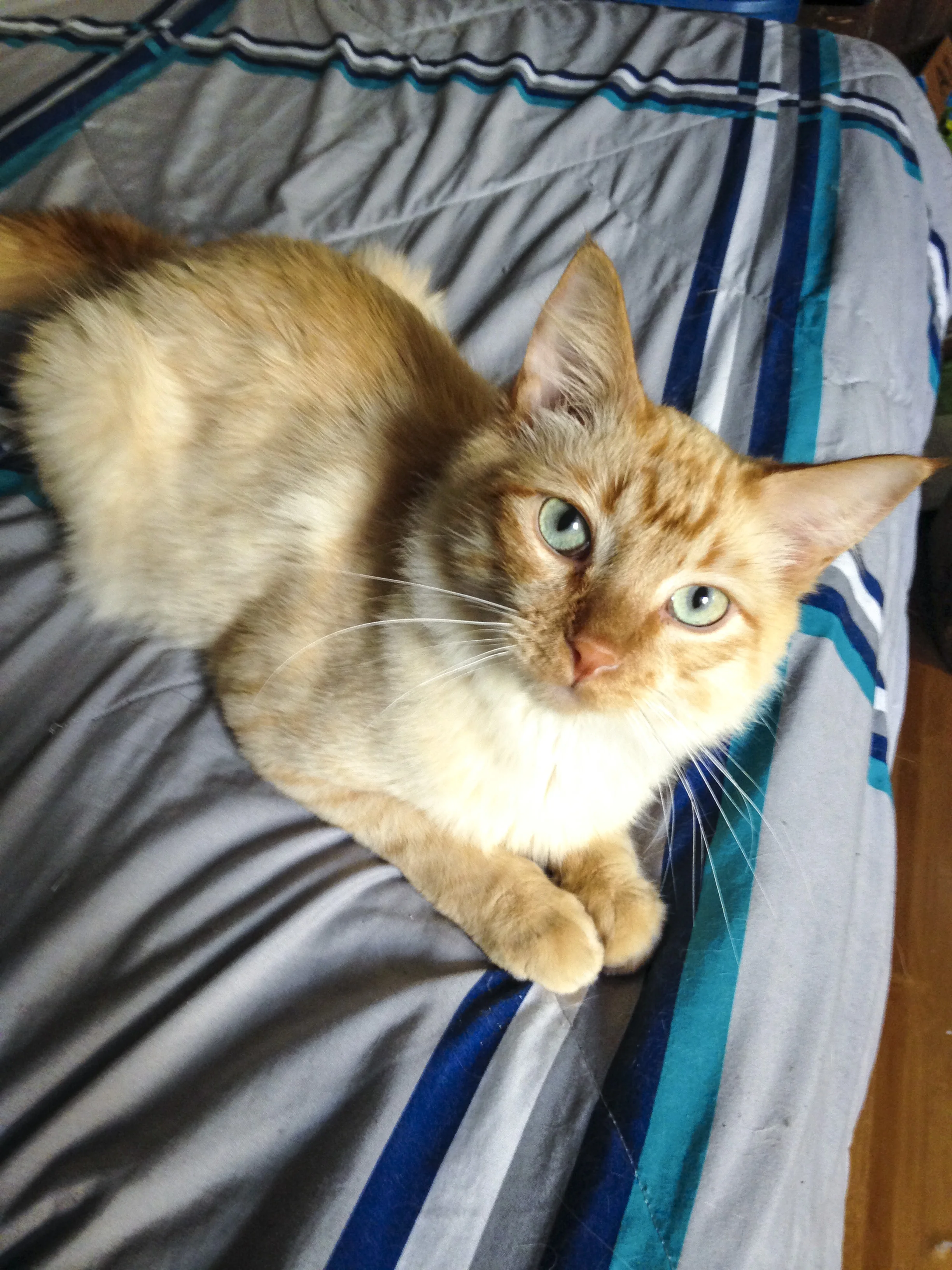 NORMAN, 1.5 YEARS, MALE