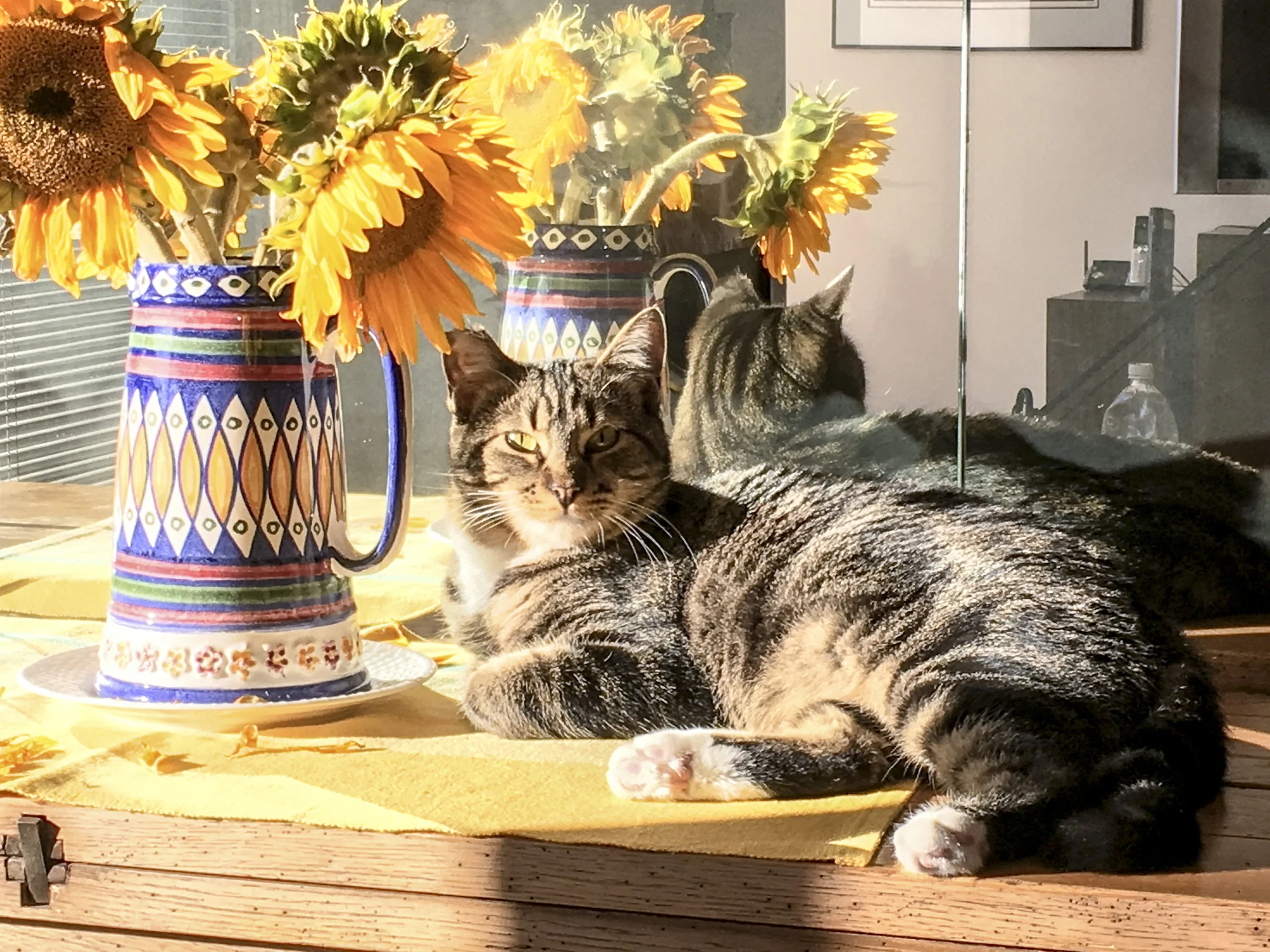 ELLIE, 2 YEARS, FEMALE