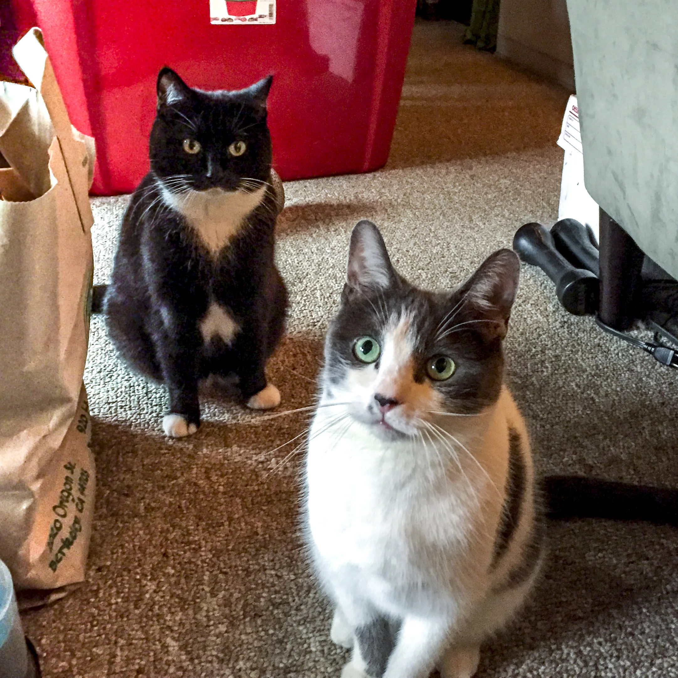 TYLER AND MARLO, 6 YEARS, MALE AND FEMALE