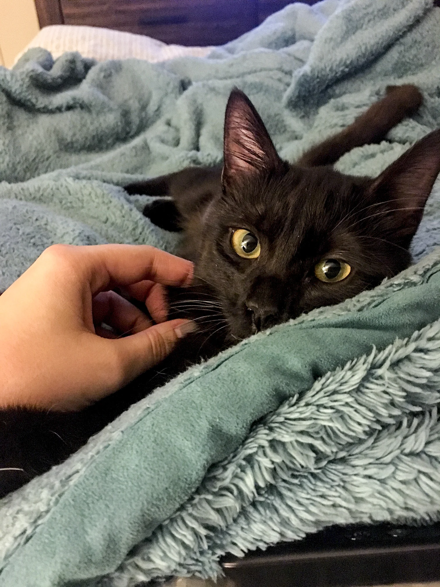 MISSY, 5 MONTHS, FEMALE