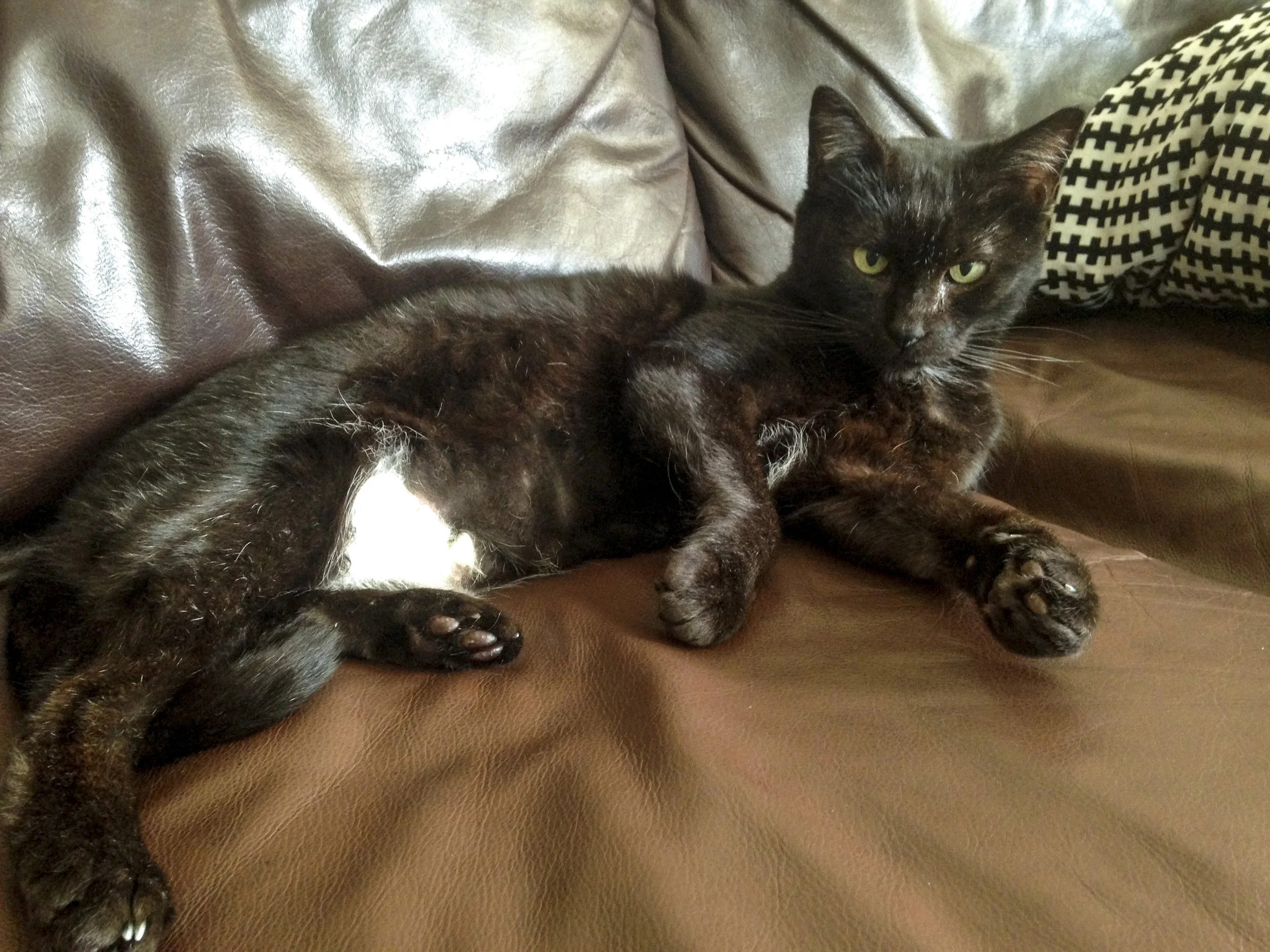 REINA, 4 YEARS, FEMALE