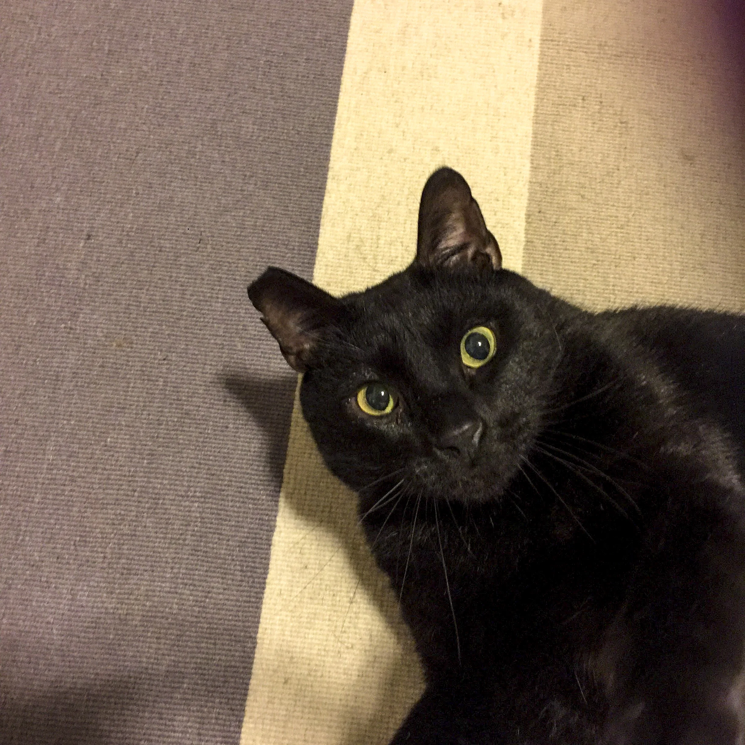 JASPER, 7 YEARS, MALE