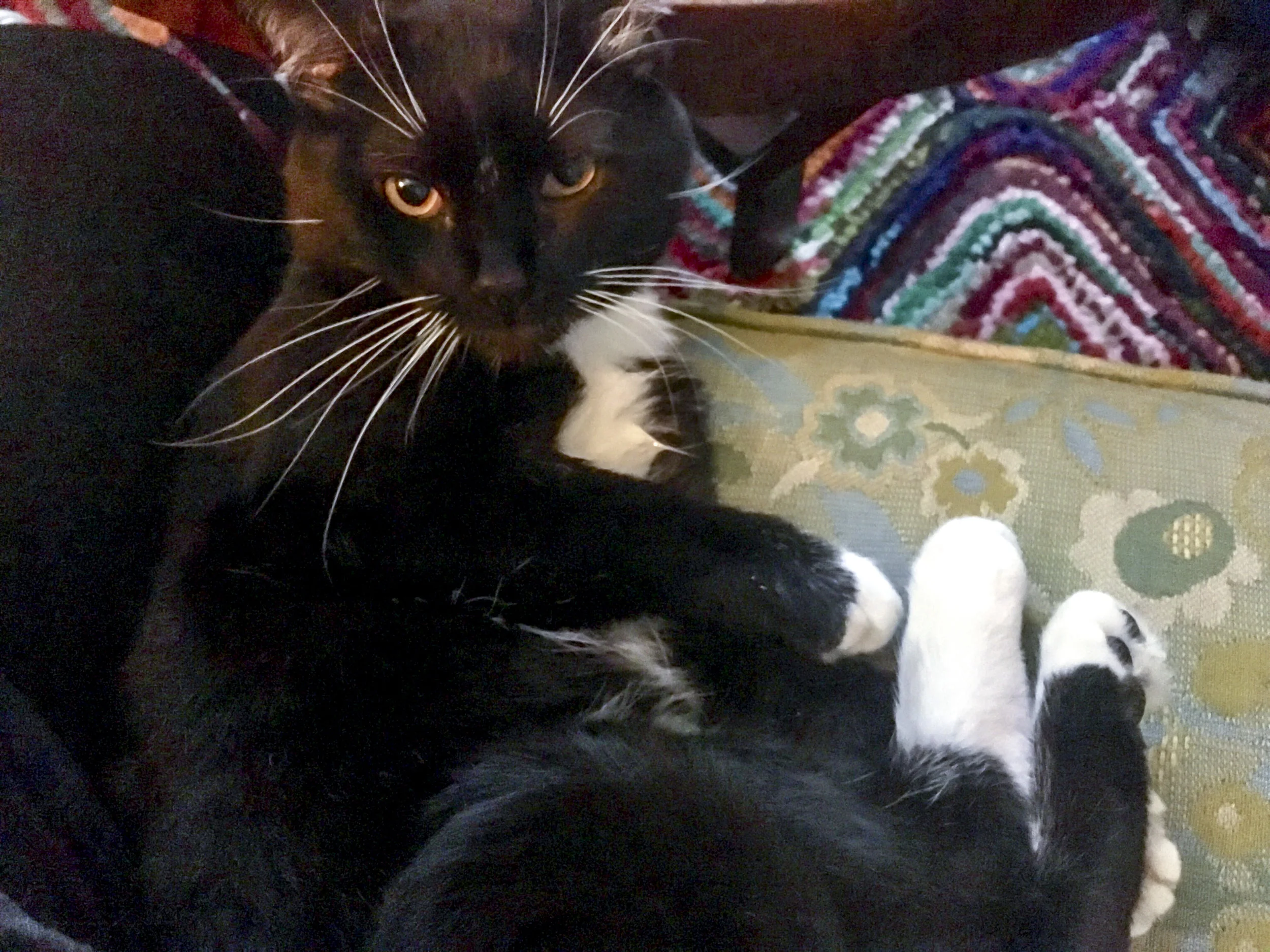 HUDSON, 2-3 YEARS, MALE